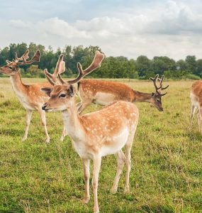 Fallow deer enclosure in country park - The Coach Space